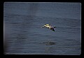 10665-00085-Pelicans, Cormorants and Anhingas-Brown Pelican.jpg