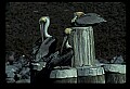 10665-00092-Pelicans, Cormorants and Anhingas-Brown Pelican.jpg