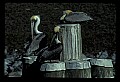 10665-00094-Pelicans, Cormorants and Anhingas-Brown Pelican.jpg