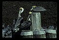10665-00095-Pelicans, Cormorants and Anhingas-Brown Pelican.jpg