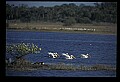 10665-00097-Pelicans, Cormorants and Anhingas-White Pelican.jpg