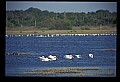 10665-00099-Pelicans, Cormorants and Anhingas-White Pelican.jpg