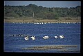 10665-00100-Pelicans, Cormorants and Anhingas-White Pelican.jpg