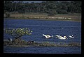 10665-00102-Pelicans, Cormorants and Anhingas-White Pelican.jpg