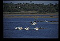 10665-00103-Pelicans, Cormorants and Anhingas-White Pelican.jpg