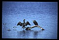 10665-00131-Pelicans, Cormorants and Anhingas-Anhinga.jpg