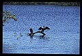 10665-00132-Pelicans, Cormorants and Anhingas-Anhinga.jpg