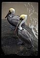D1_10665-00022-Pelicans, Cormorants and Anhingas-Brown Pelican.jpg