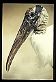 10669-00001-Wood Stork.jpg