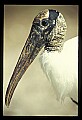 10669-00002-Wood Stork.jpg