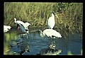 10669-00011-Wood Stork.jpg