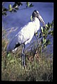 10669-00019-Wood Stork.jpg