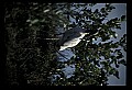 10669-00023-Wood Stork.jpg