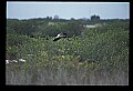 10669-00024-Wood Stork.jpg