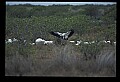 10669-00025-Wood Stork.jpg