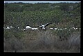 10669-00026-Wood Stork.jpg