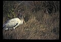 10669-00029-Wood Stork.jpg