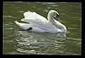 10670-00002-Mute Swan.jpg