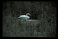 10670-00003-Mute Swan.jpg