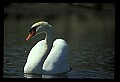 10670-00004-Mute Swan.jpg
