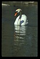 10670-00005-Mute Swan.jpg