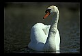 10670-00006-Mute Swan.jpg