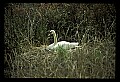 10670-00011-Mute Swan.jpg