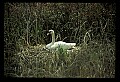 10670-00014-Mute Swan.jpg