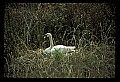 10670-00019-Mute Swan.jpg