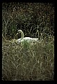 10670-00021-Mute Swan.jpg