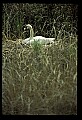 10670-00022-Mute Swan.jpg