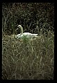 10670-00023-Mute Swan.jpg