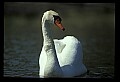 10670-00024-Mute Swan.jpg