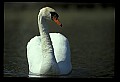 10670-00026-Mute Swan.jpg