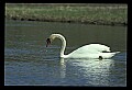 10670-00027-Mute Swan.jpg