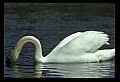 10670-00028-Mute Swan.jpg