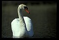 10670-00029-Mute Swan.jpg