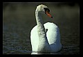 10670-00030-Mute Swan.jpg