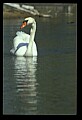 10670-00031-Mute Swan.jpg