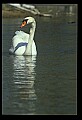 10670-00032-Mute Swan.jpg