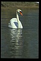 10670-00033-Mute Swan.jpg