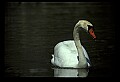 10670-00036-Mute Swan.jpg