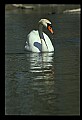 10670-00037-Mute Swan.jpg