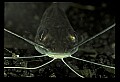 10800-00001-Fish-Aqualrium  catfish.jpg