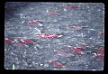 10800-00004-Fish-Sockeye Salmon swim up Ptarmigan Creek, AK.jpg