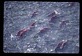 10800-00006-Fish-Sockeye Salmon swim up Ptarmigan Creek, AK.jpg