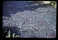10800-00007-Fish-Sockeye Salmon swim up Ptarmigan Creek, AK.jpg