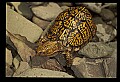 10801-00001-Turtles and Tortoises, Eastern Box Turtle.jpg