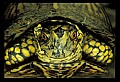 10801-00002-Turtles and Tortoises, Eastern Box Turtle.jpg
