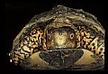 10801-00003-Turtles and Tortoises, Eastern Box Turtle.jpg